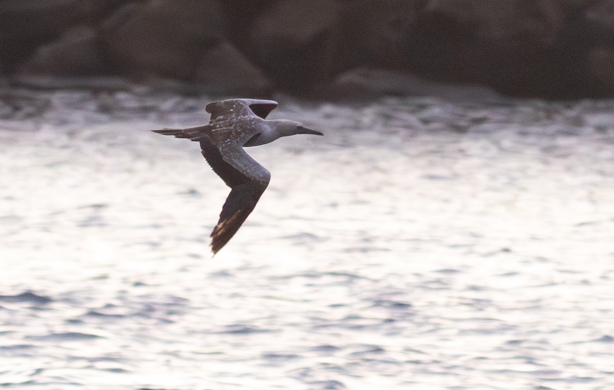 Red-footed Booby - ML647623924