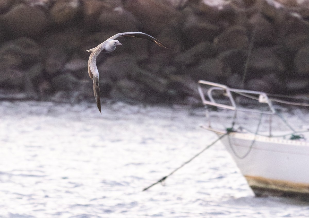 Red-footed Booby - ML647623925