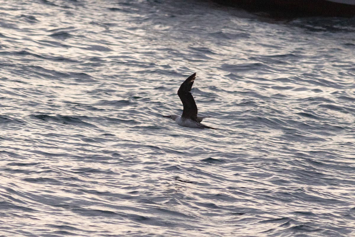 Red-footed Booby - ML647623926