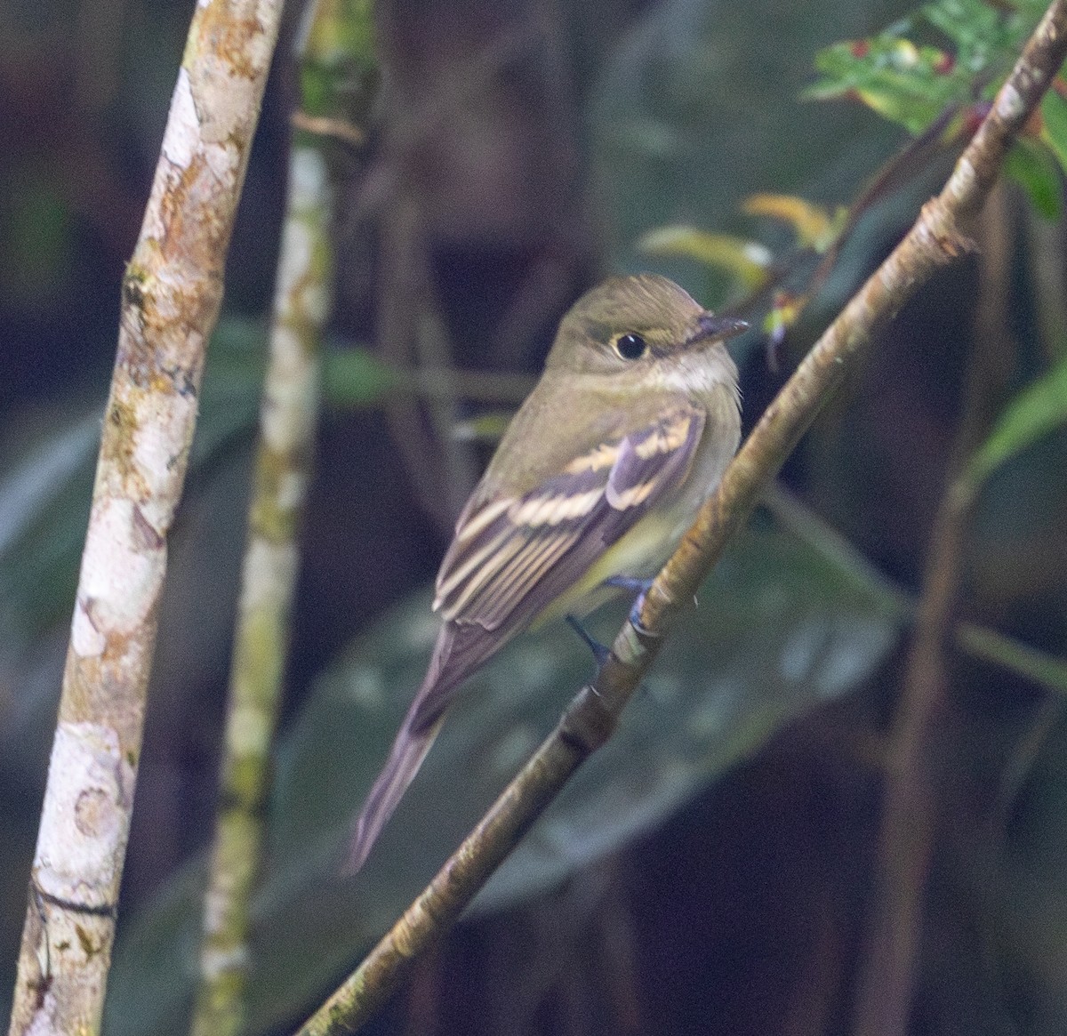 Acadian Flycatcher - ML647623944