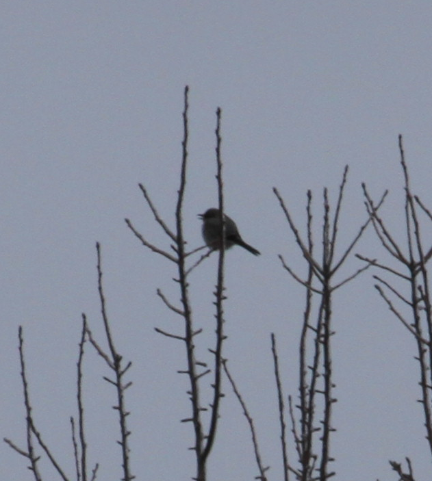 Antzandobi boreala - ML647623945