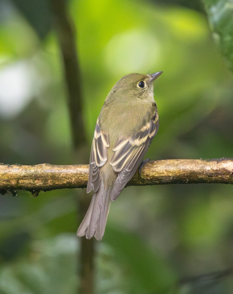 Acadian Flycatcher - ML647623946