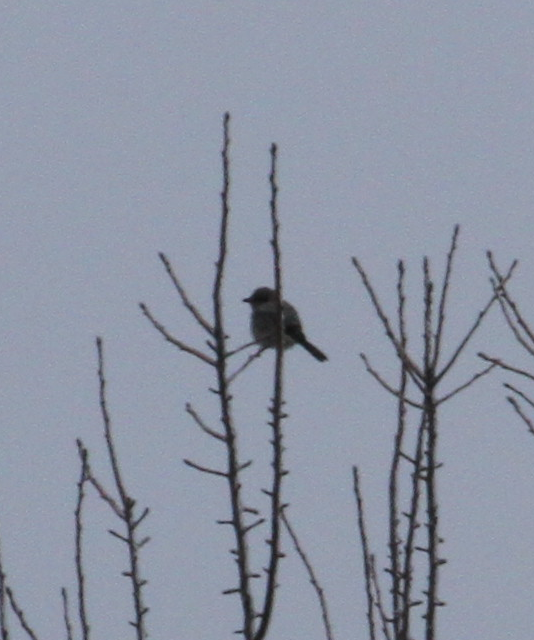 Antzandobi boreala - ML647623956