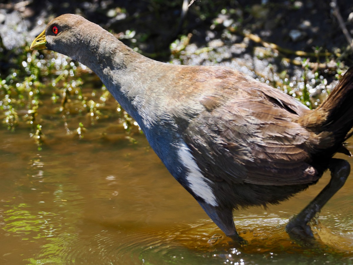 Tasmanian Nativehen - ML647623972