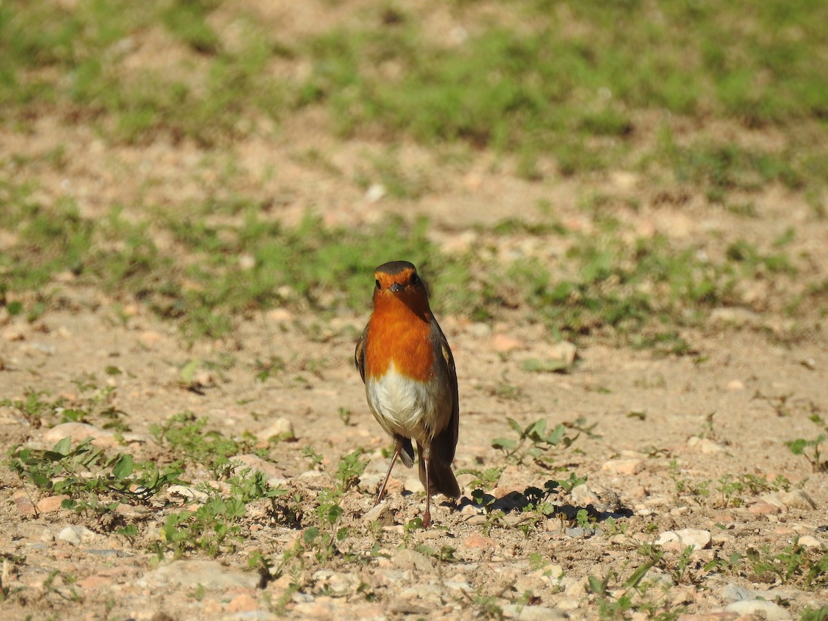 European Robin - ML647624049