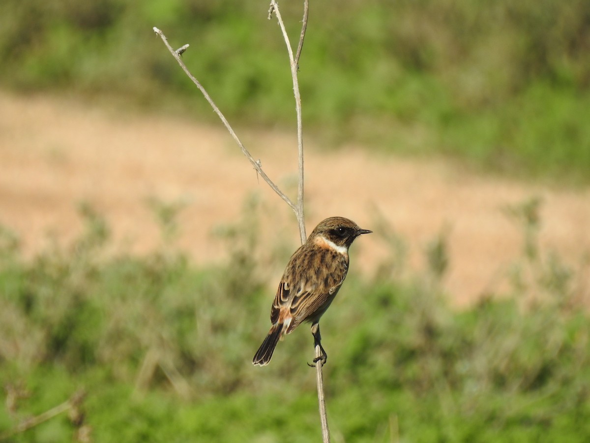 European Stonechat - ML647624062