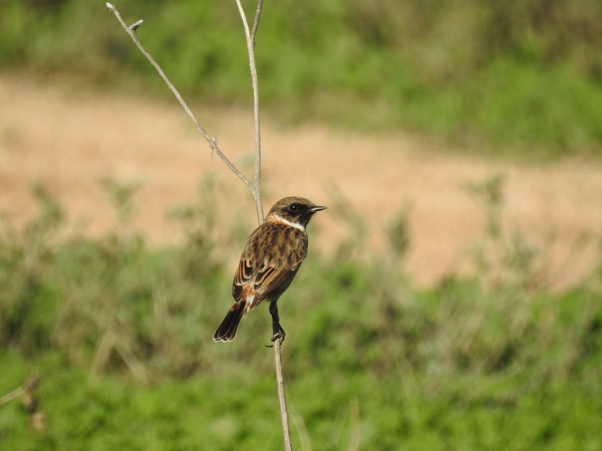 European Stonechat - ML647624063