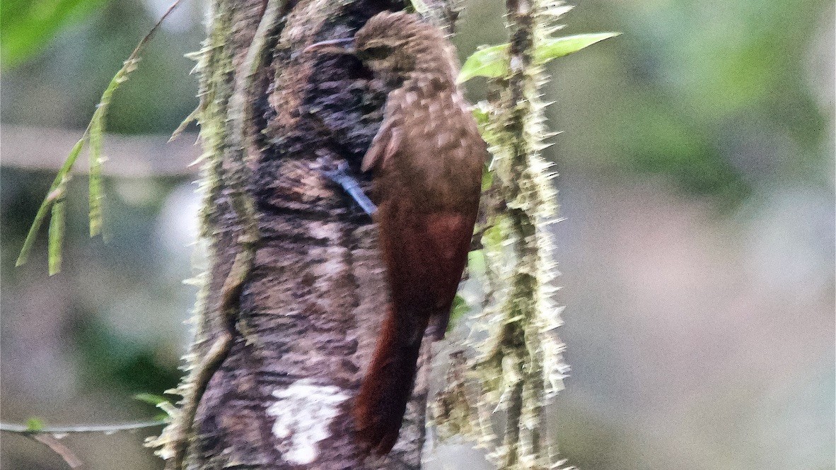 Spotted Woodcreeper - ML647624064