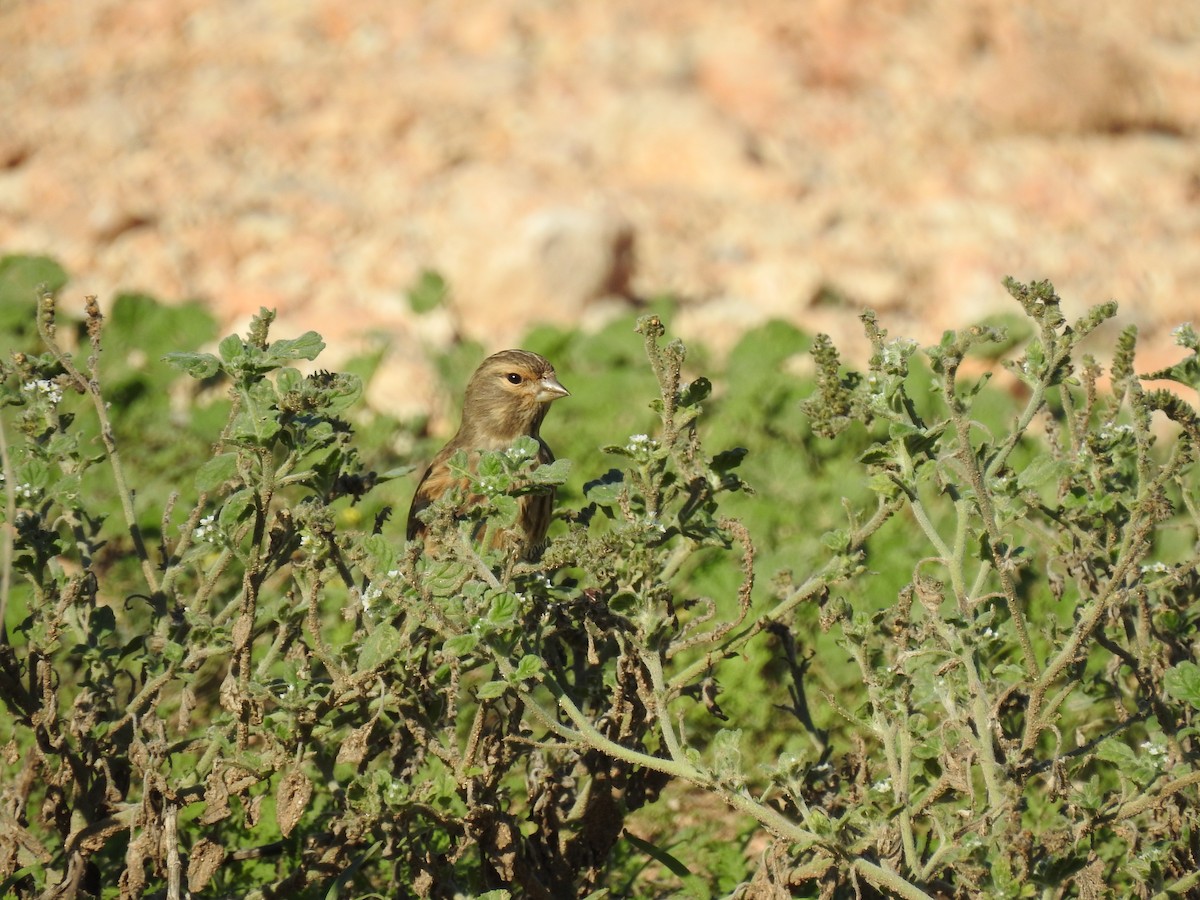 Eurasian Linnet - ML647624078