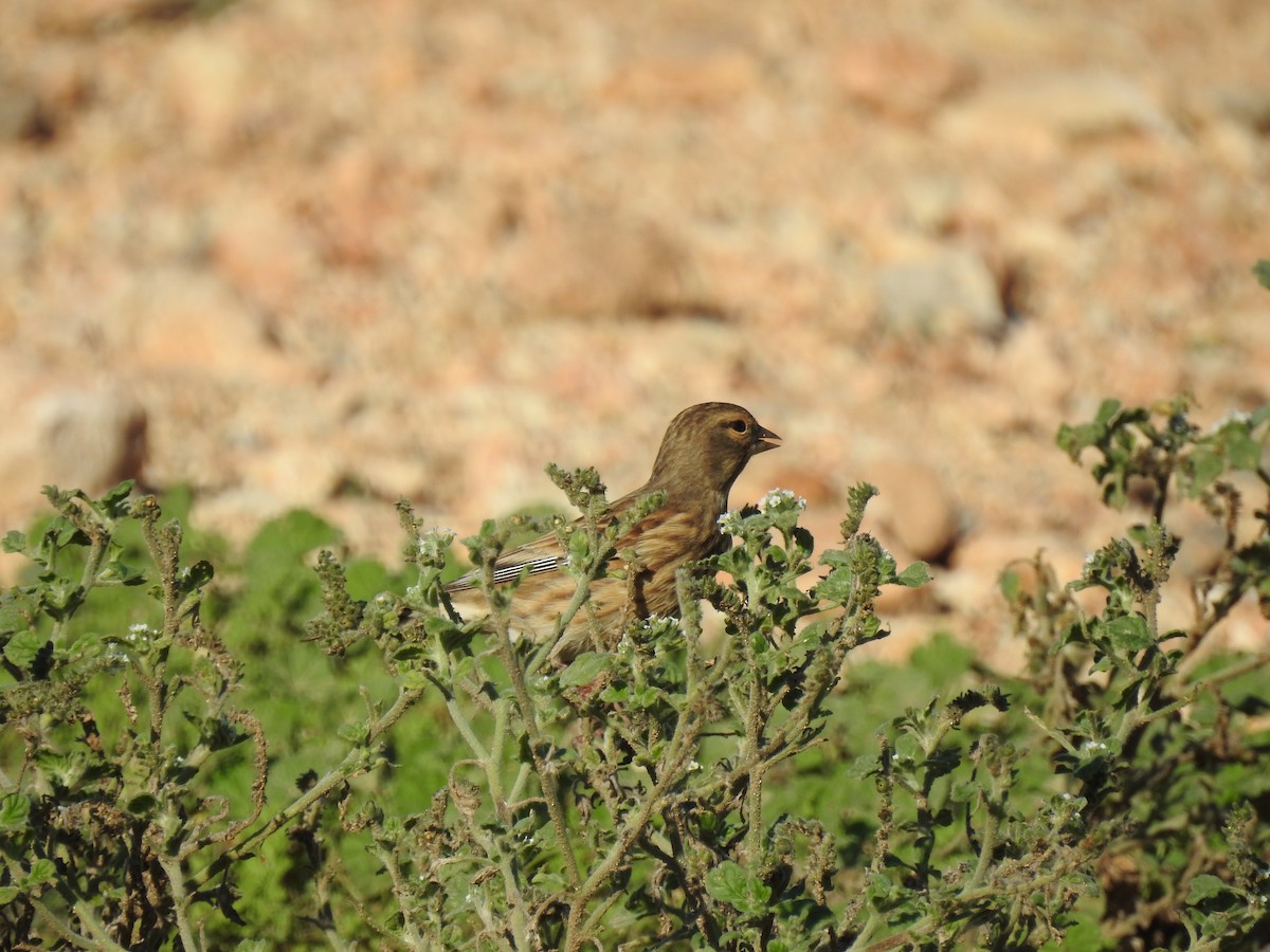 Eurasian Linnet - ML647624079