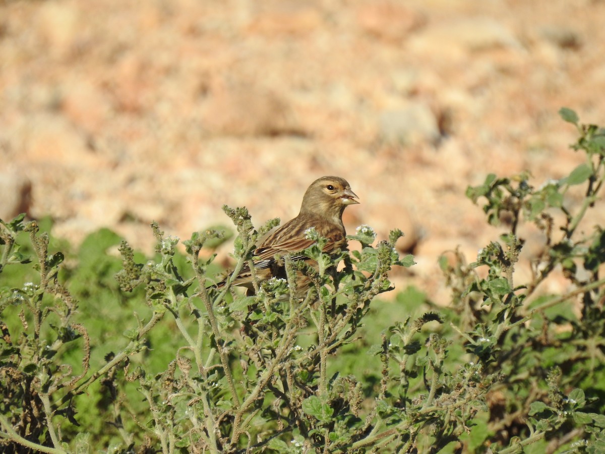 Eurasian Linnet - ML647624081