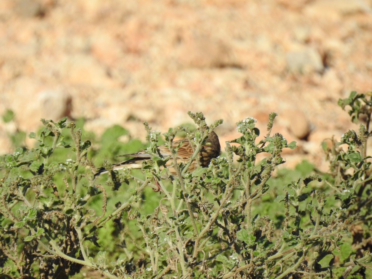 Eurasian Linnet - ML647624082