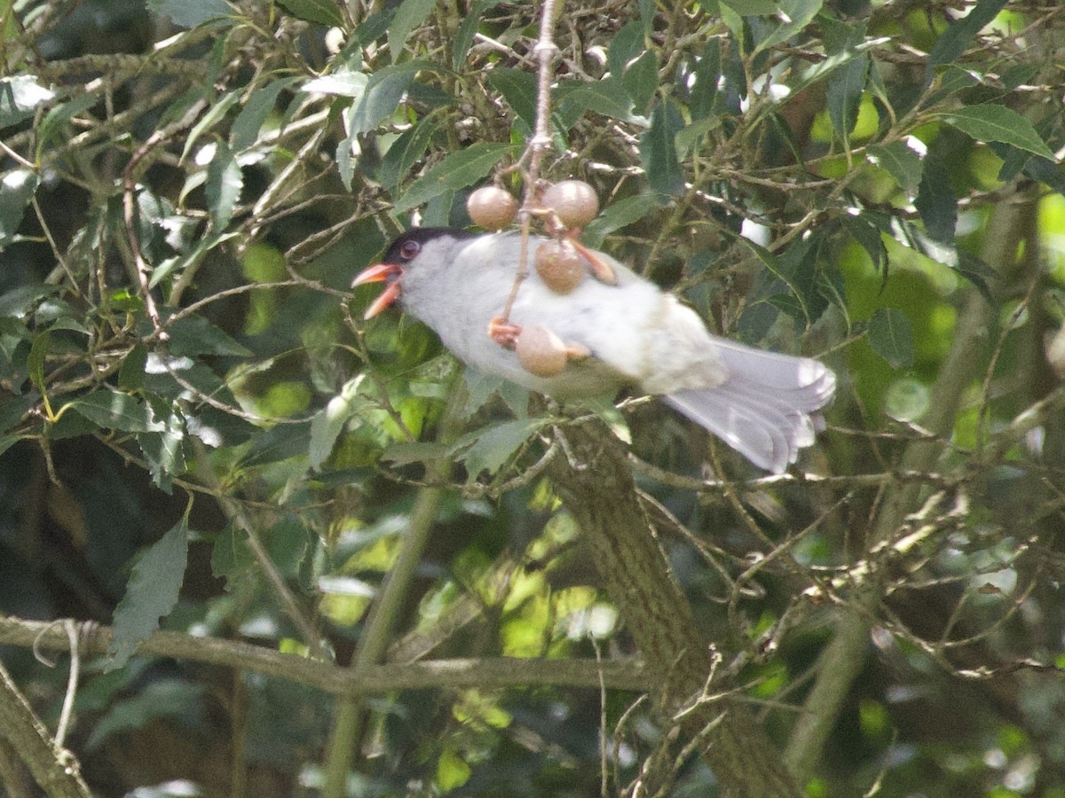 Bush Blackcap - ML647624087