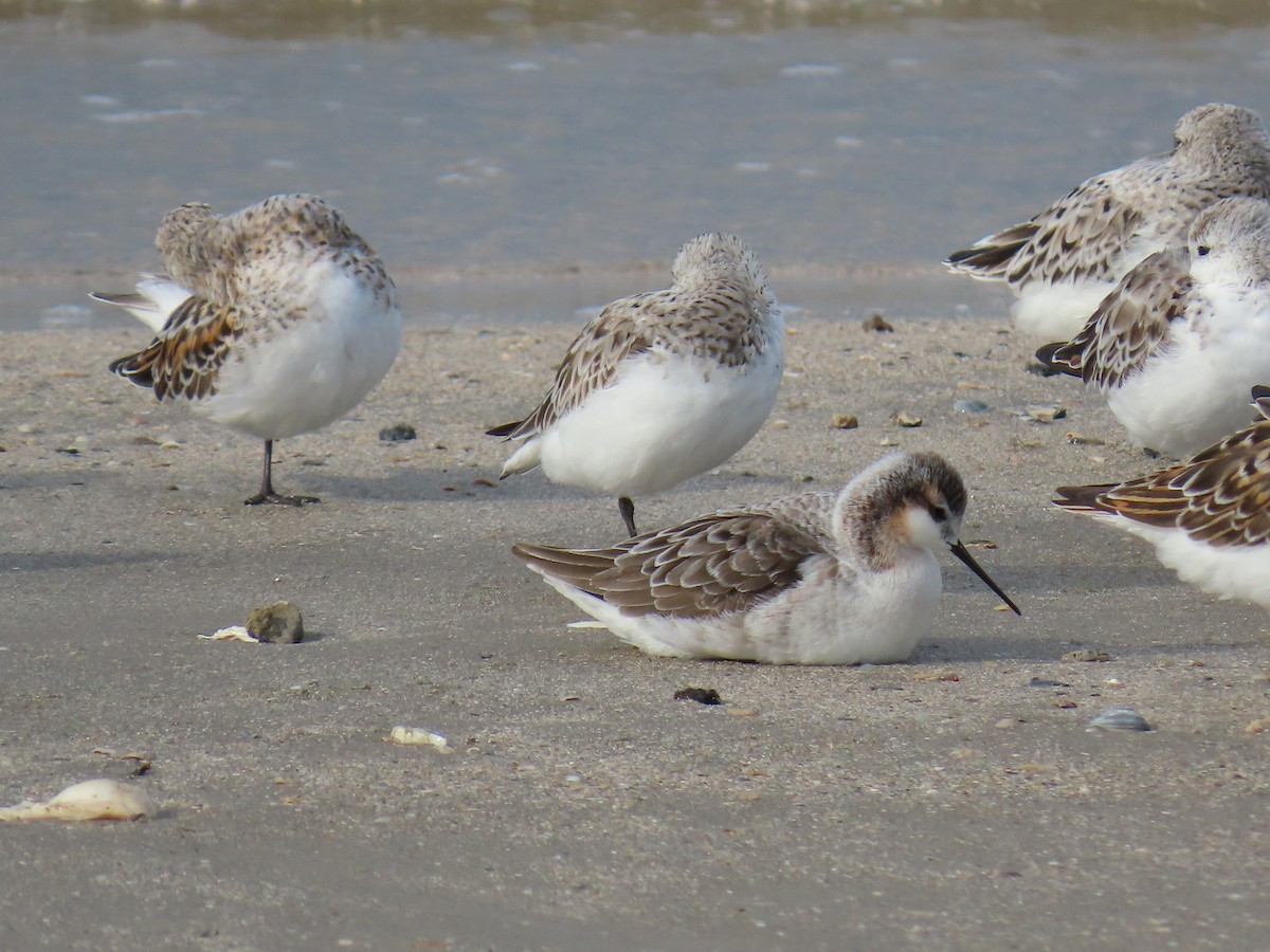 Wilson's Phalarope - ML647624103