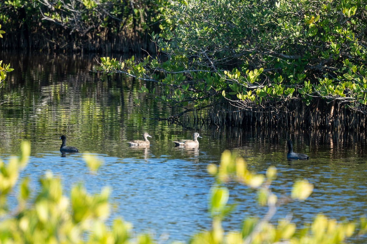 Zertzeta hegalurdina - ML647624104