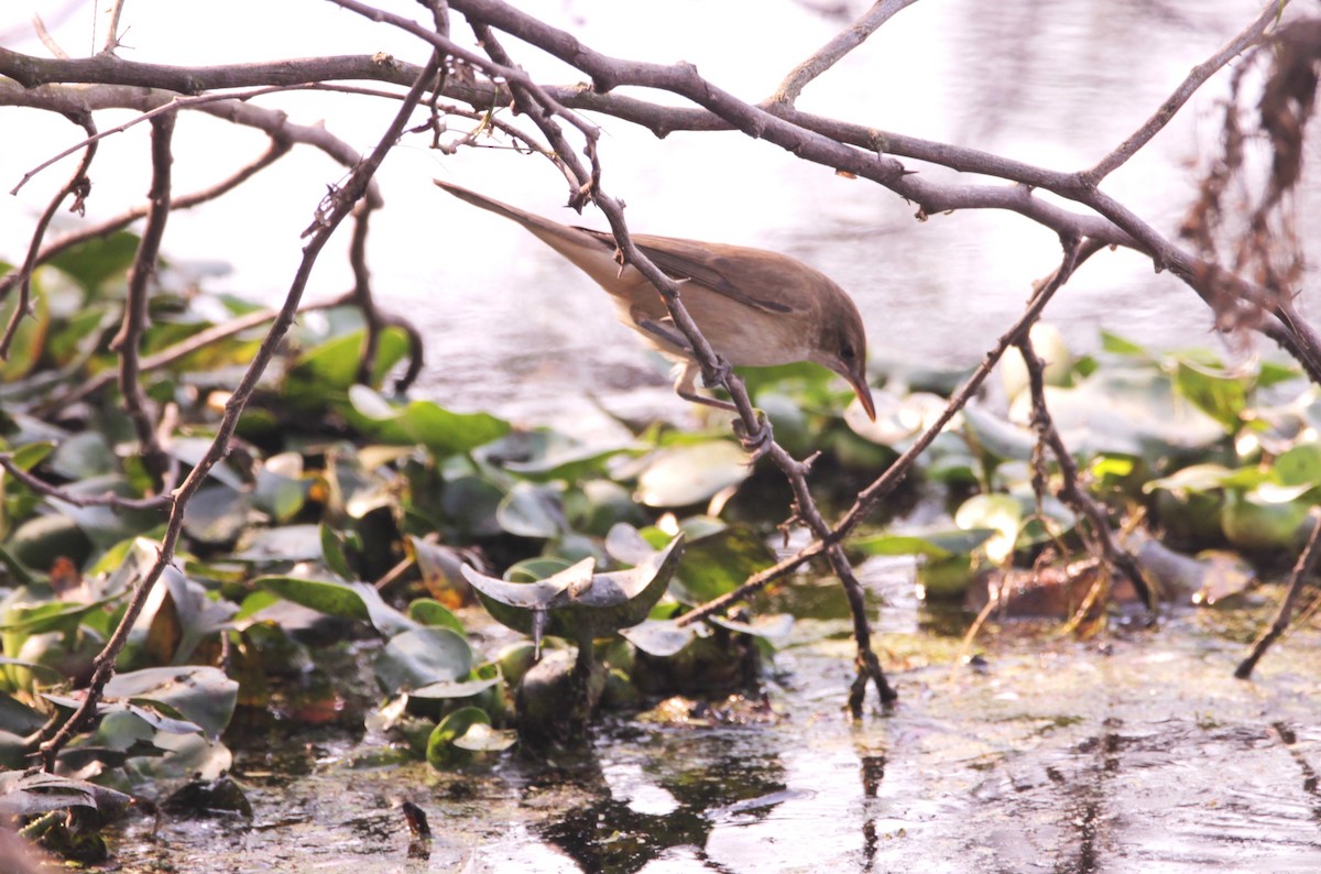Clamorous Reed Warbler - ML647624116