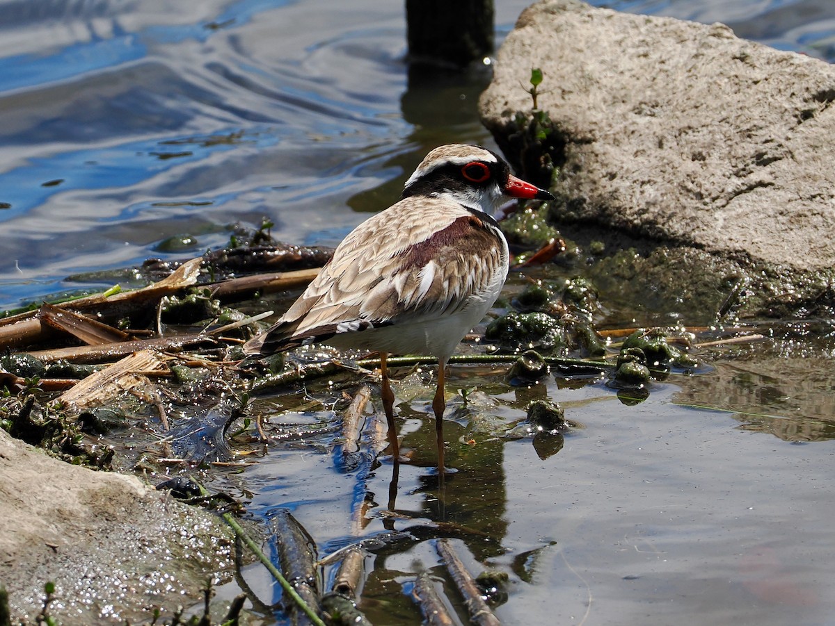 Black-fronted Dotterel - ML647624120