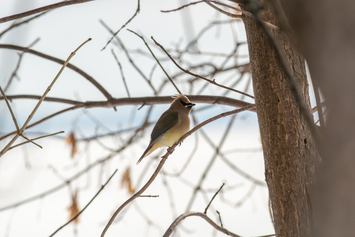 Cedar Waxwing - ML647624123