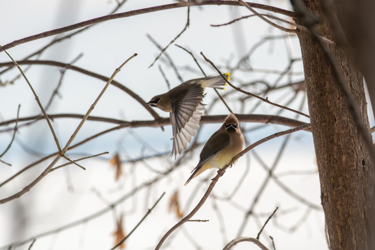 Cedar Waxwing - ML647624124