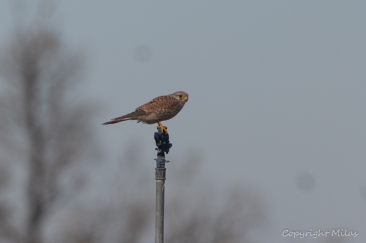 Eurasian Kestrel - ML647624132