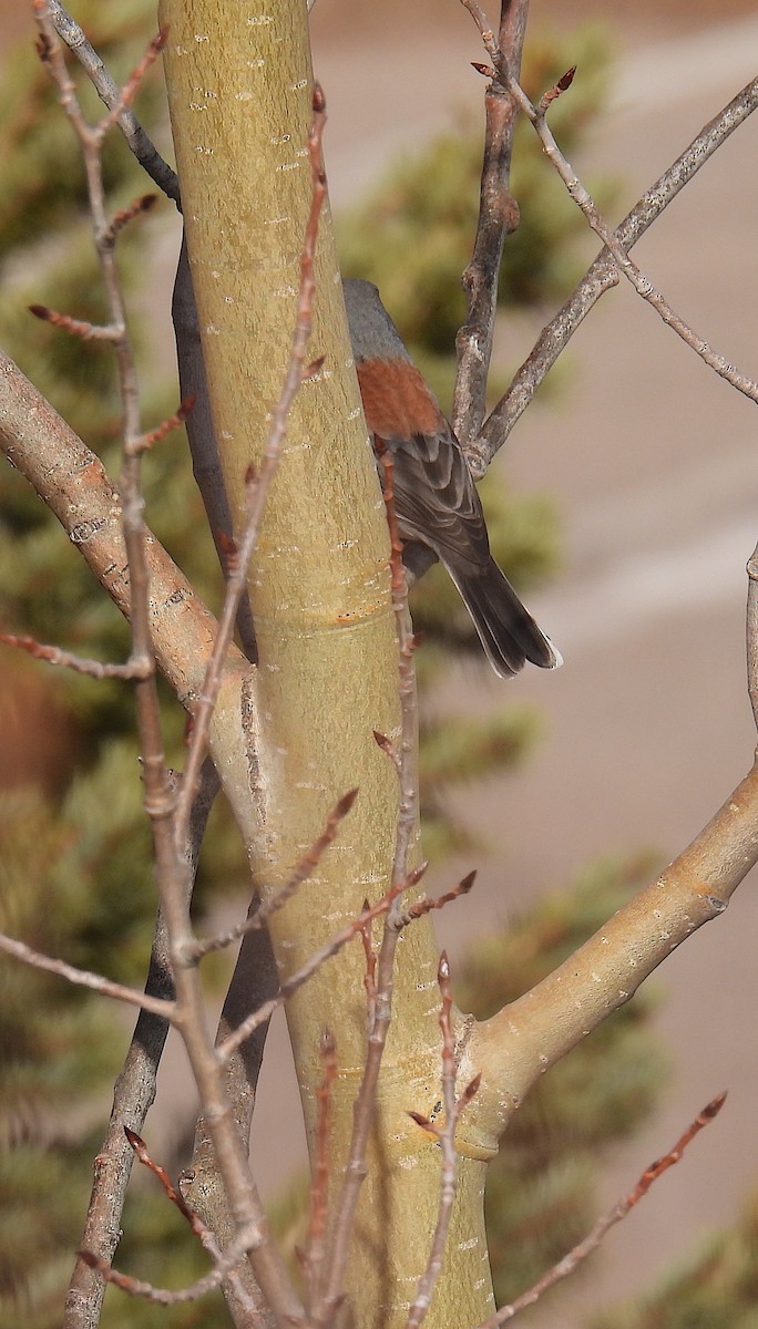 Dark-eyed Junco (Gray-headed) - ML647624133