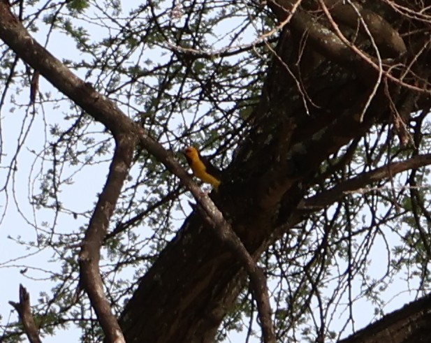 Black-necked Weaver - ML647624134
