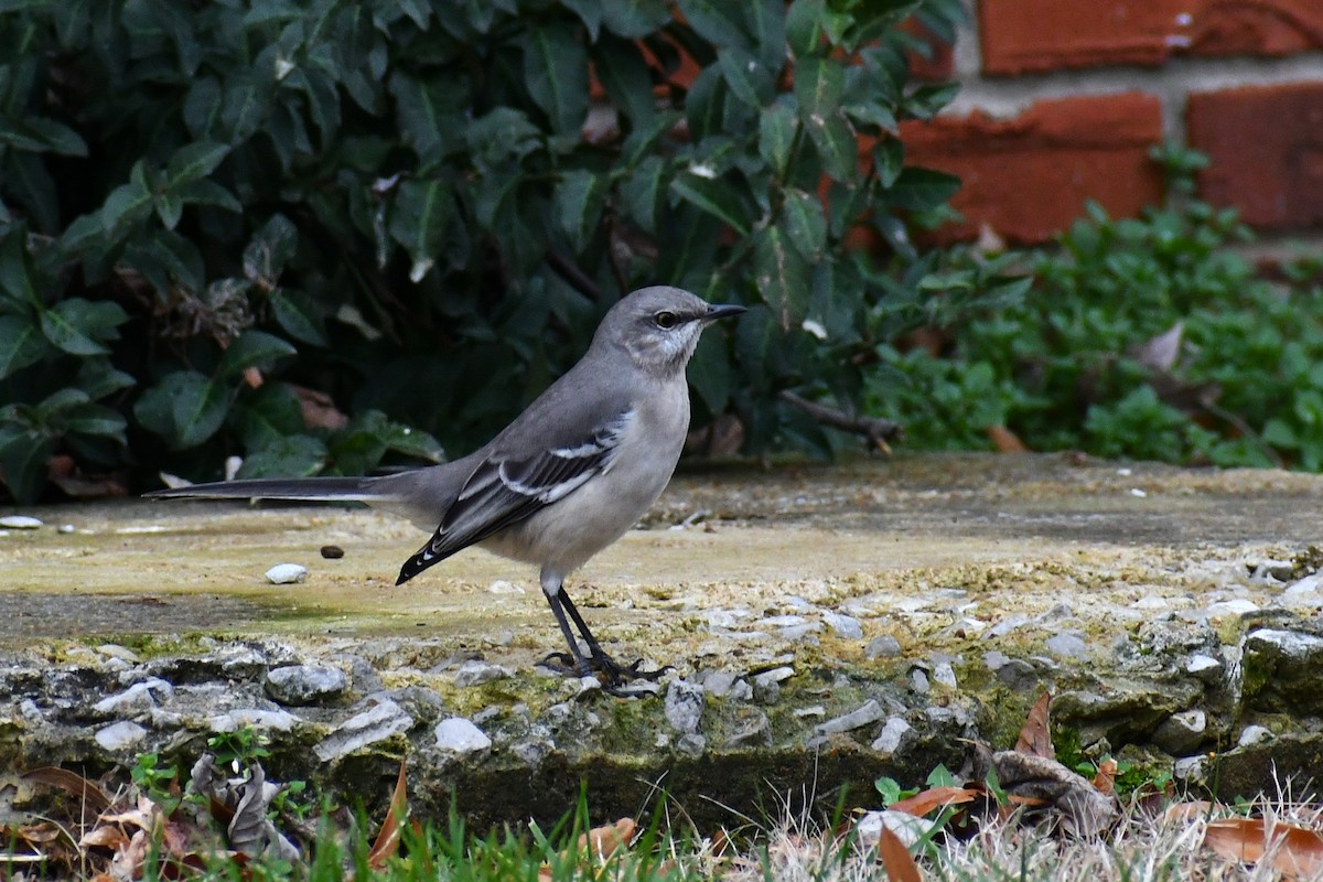 Northern Mockingbird - ML647624135
