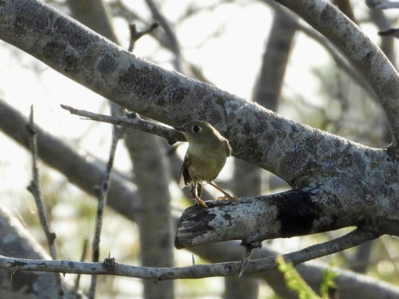Ruby-crowned Kinglet - ML647624136