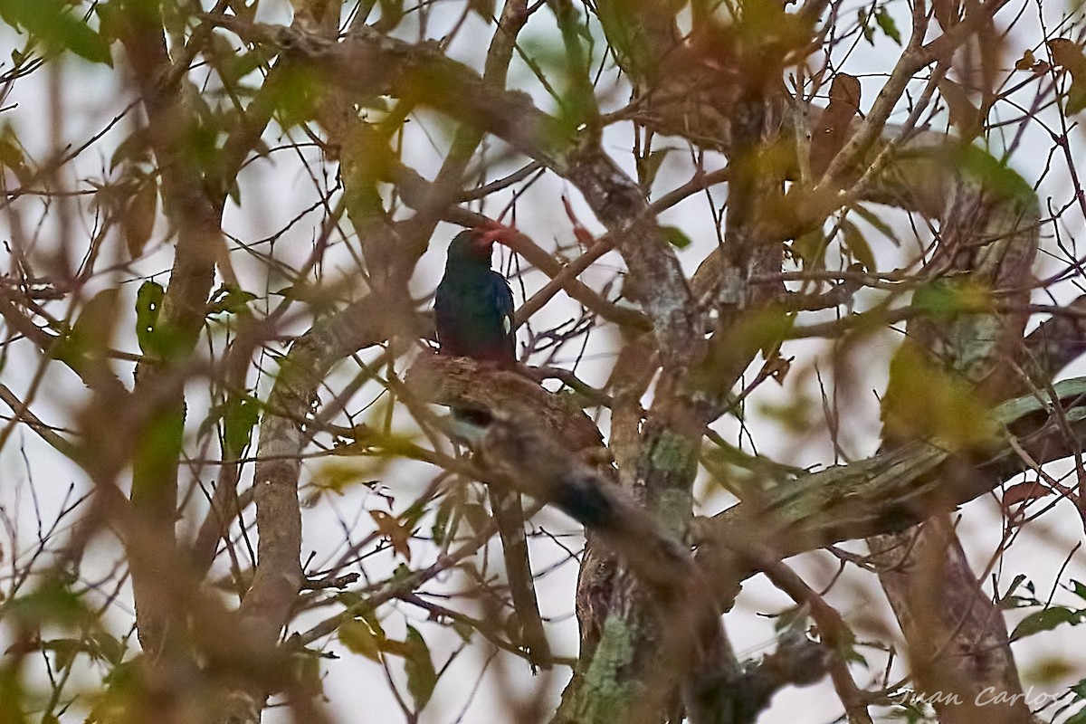 Green Woodhoopoe - ML647624137