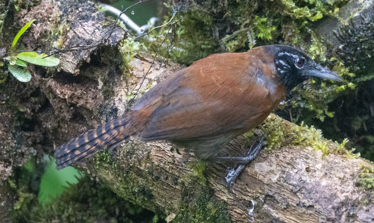 Bay Wren - ML647624138