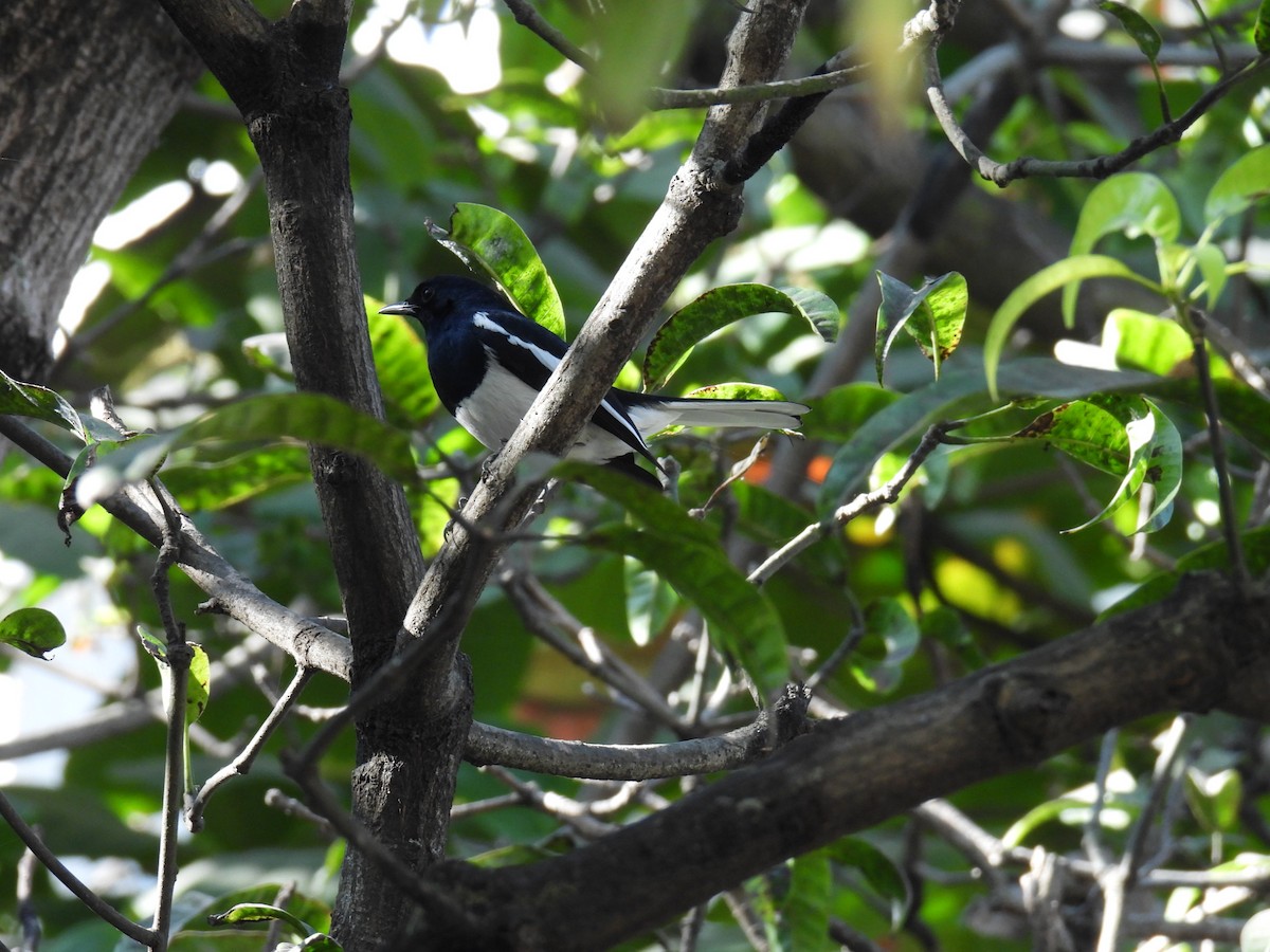 Oriental Magpie-Robin - ML647624139