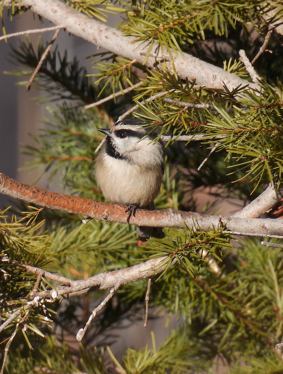 Mountain Chickadee - ML647624140