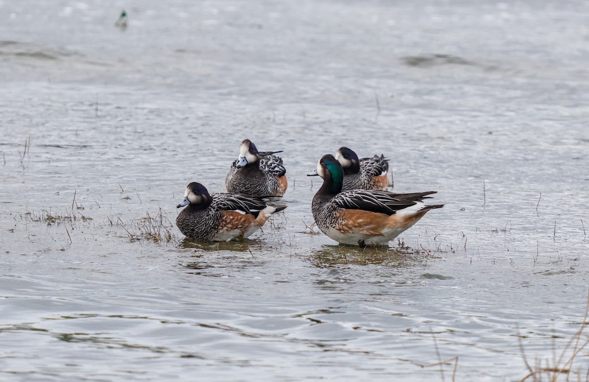 Chiloe Wigeon - ML647624141