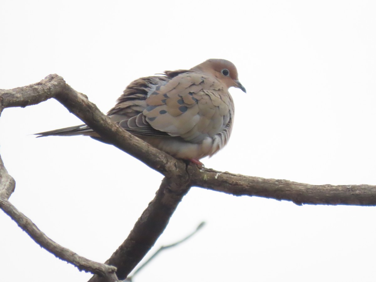 Mourning Dove - ML647624144