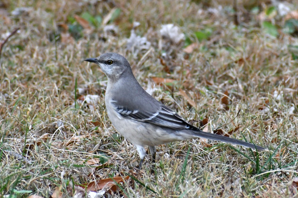 Northern Mockingbird - ML647624145