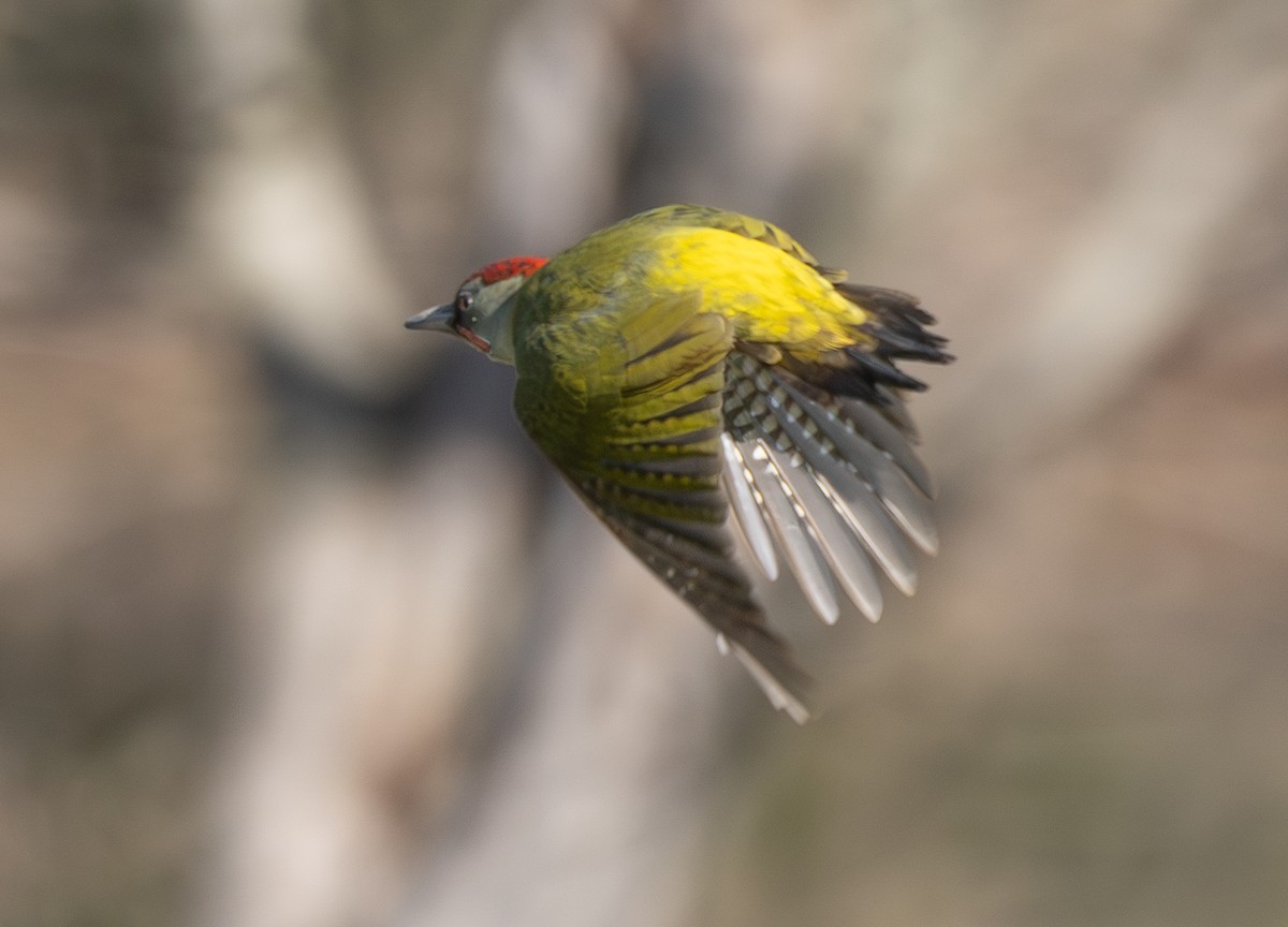 Iberian Green Woodpecker - ML647624149