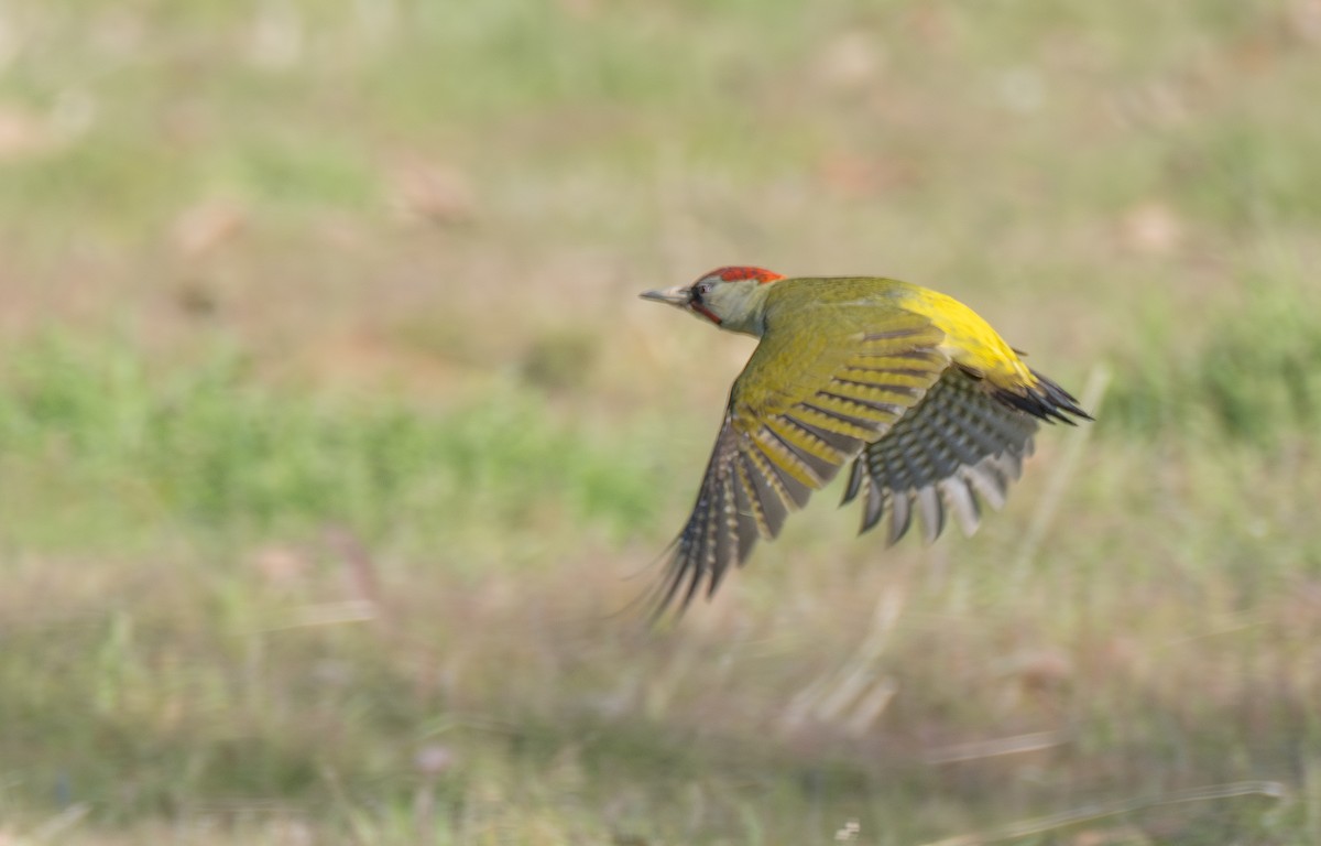 Iberian Green Woodpecker - ML647624150