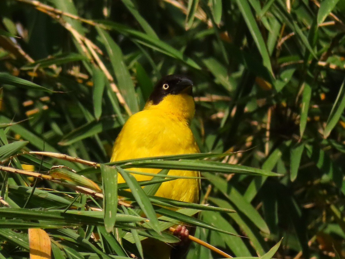 Baglafecht Weaver - ML647624151