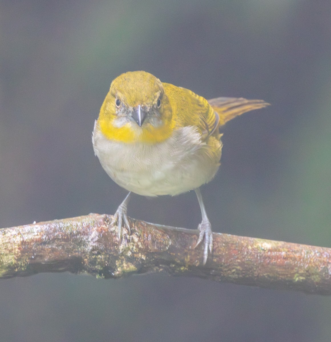 Yellow-throated Chlorospingus - ML647624156