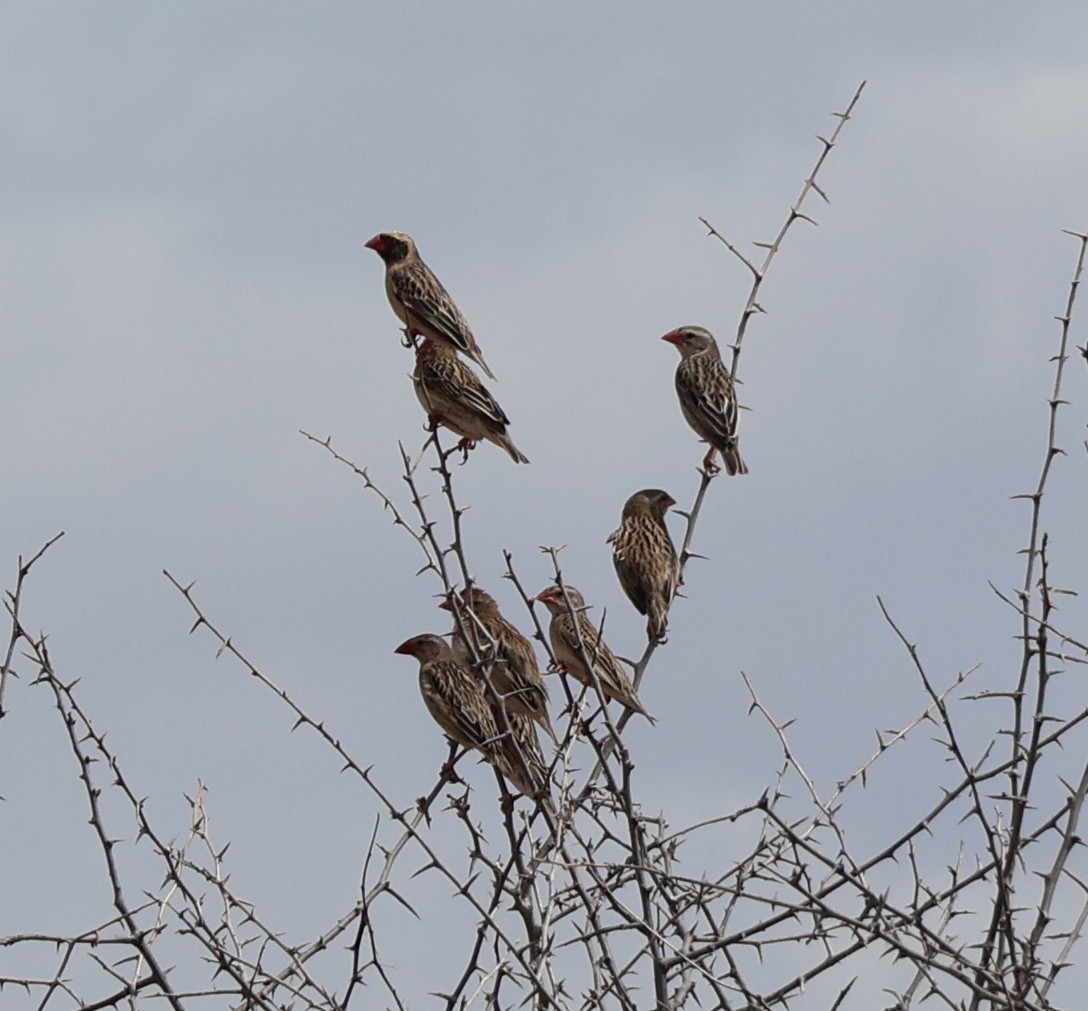 Red-billed Quelea - ML647624158