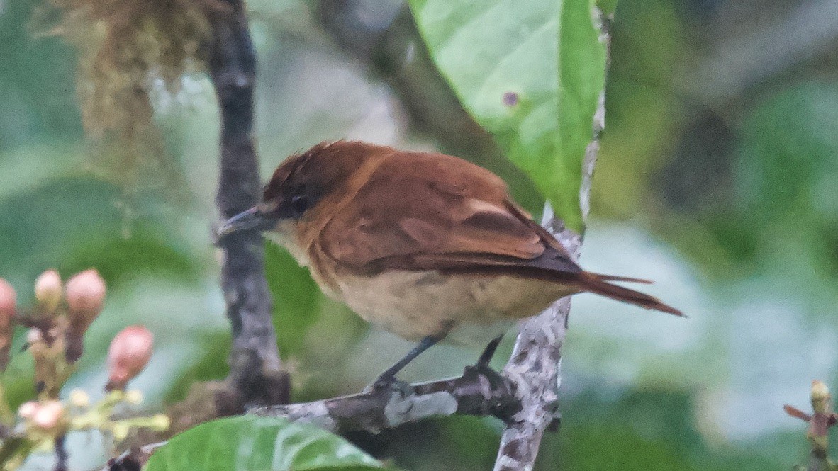 One-colored Becard - ML647624159