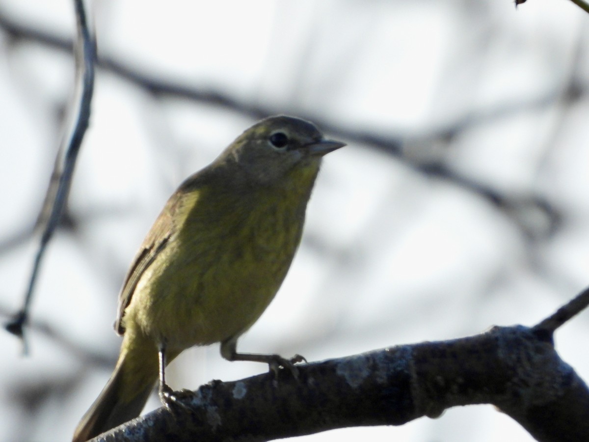 Orange-crowned Warbler - ML647624167