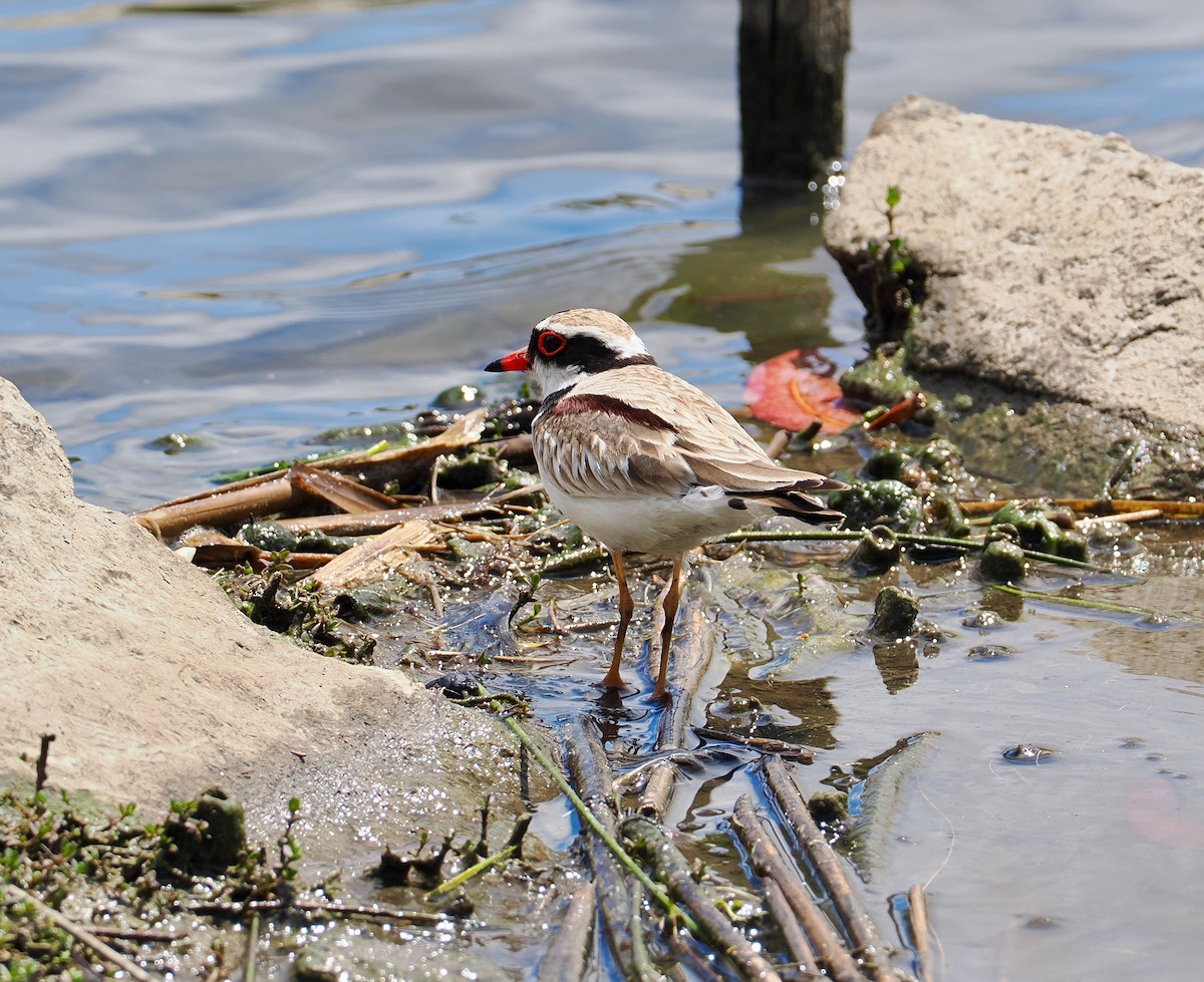 Black-fronted Dotterel - ML647624179