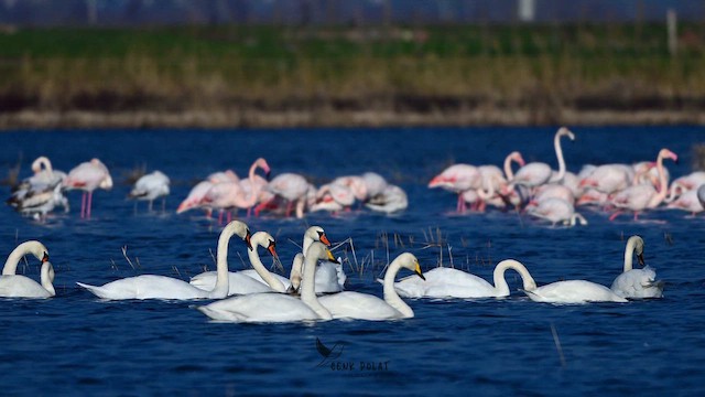 Ötücü Kuğu - ML647624238