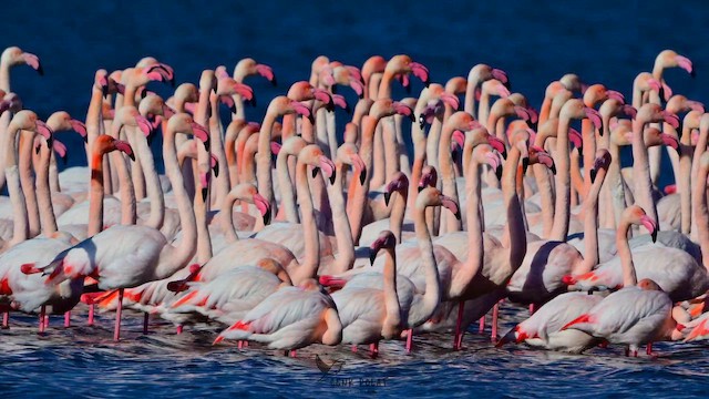 Flamingo - ML647624245