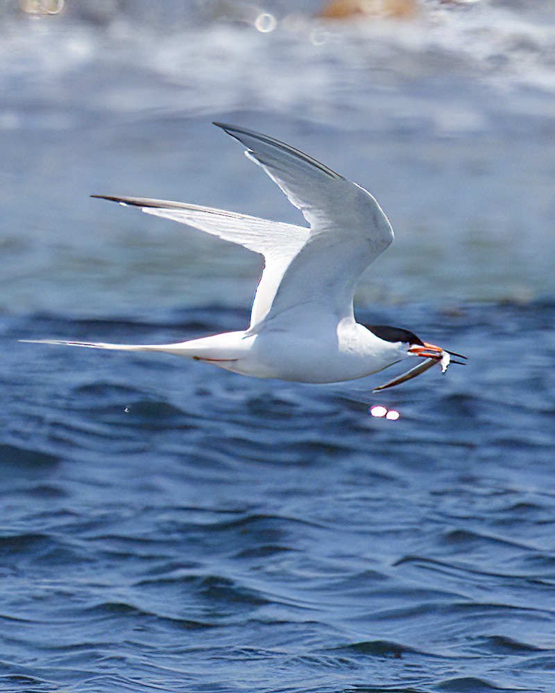 Common Tern - ML647624256