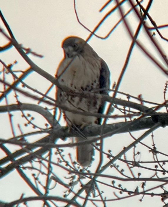 Busardo Colirrojo - ML647624299