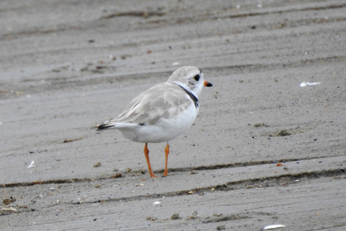 Islıkçı Cılıbıt - ML647624317