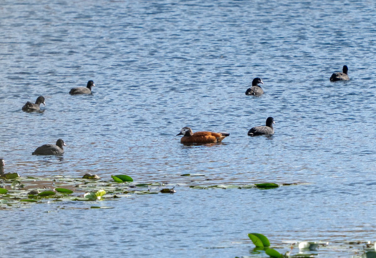 Ruddy Shelduck - ML647624336