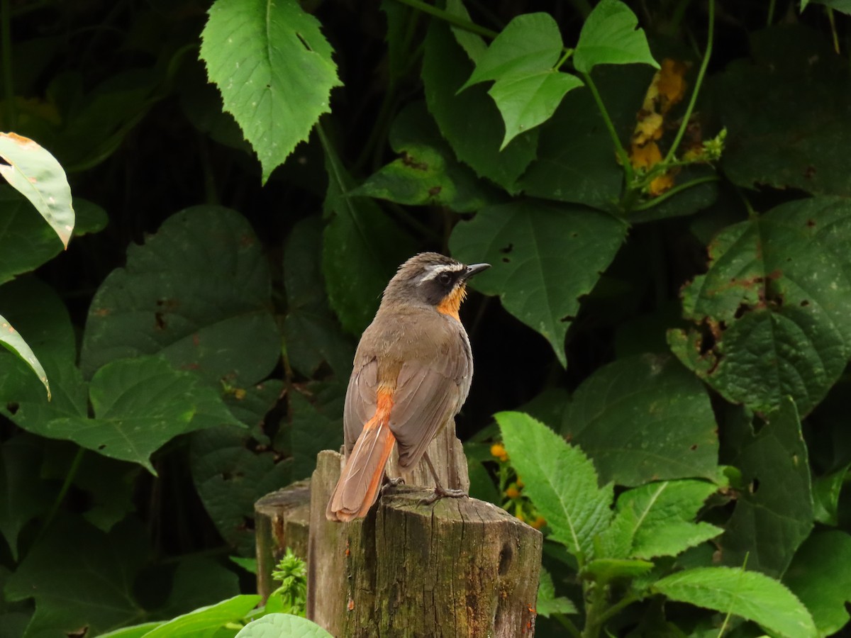 White-browed Robin-Chat - ML647624343